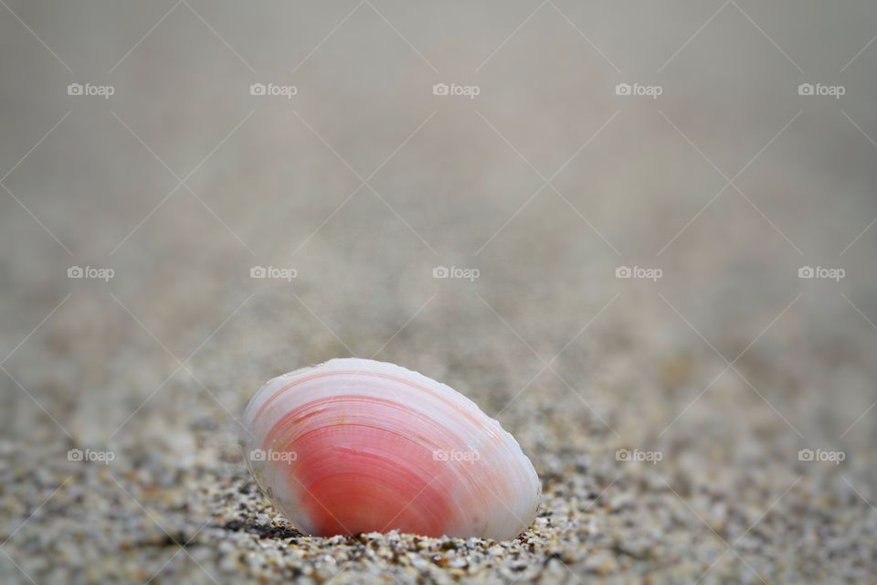 A small pink shell on a quiet sandy beach.