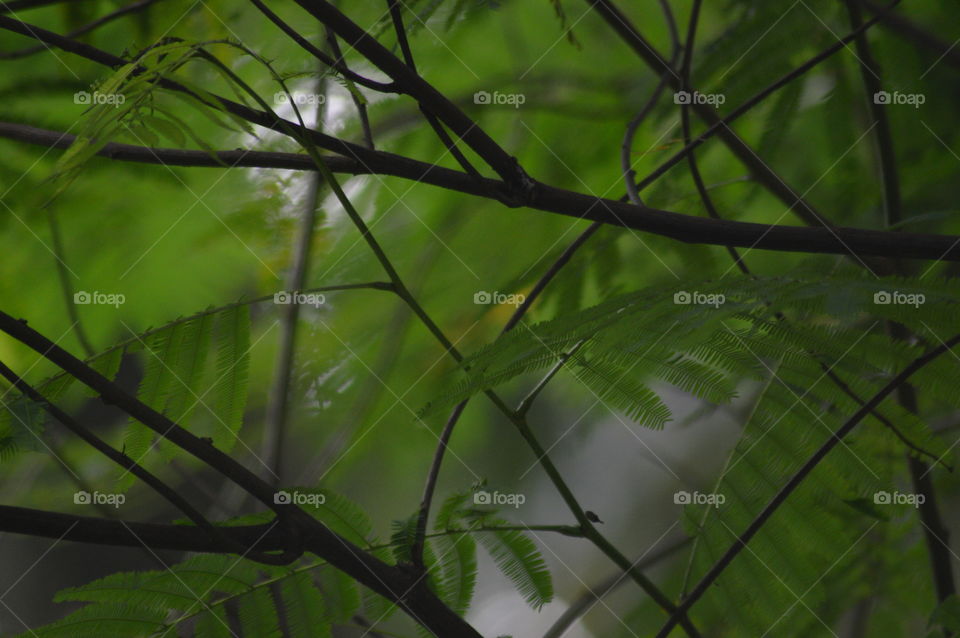 Leaf, Nature, Bird, Growth, Flora