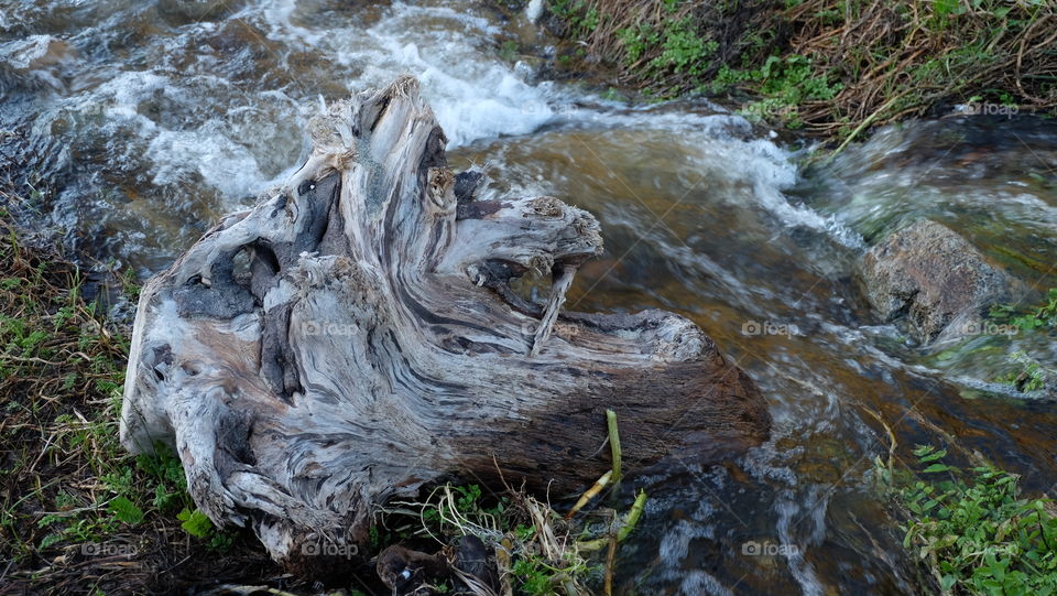 Driftwood along a flowing stream