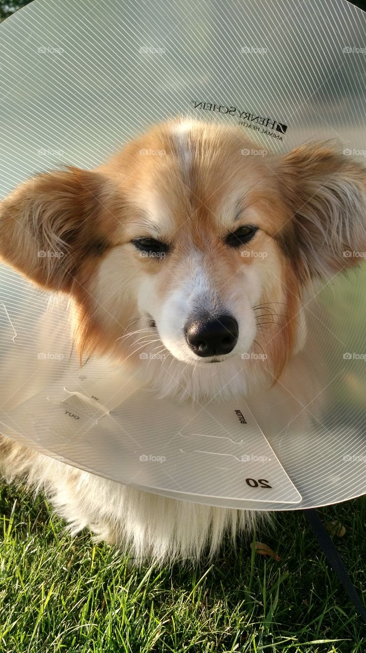 cone head puppy