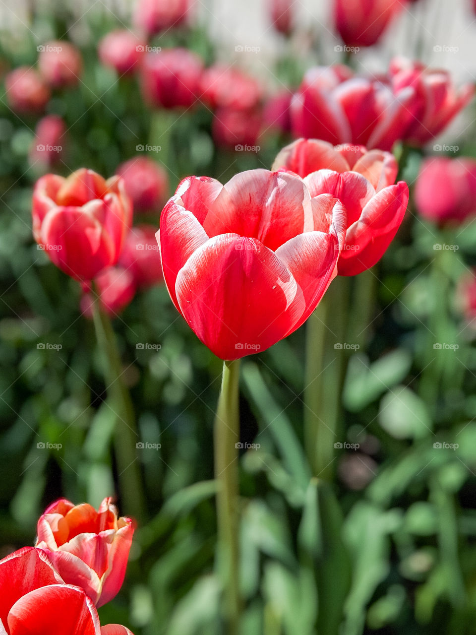Vibrant Bright and Colorful Red Pink White Tulips