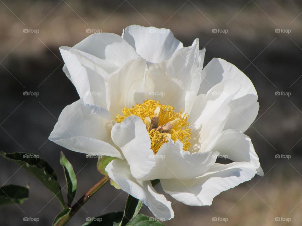 Peony flower