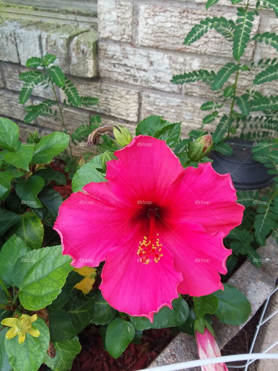 hibiscus bloom