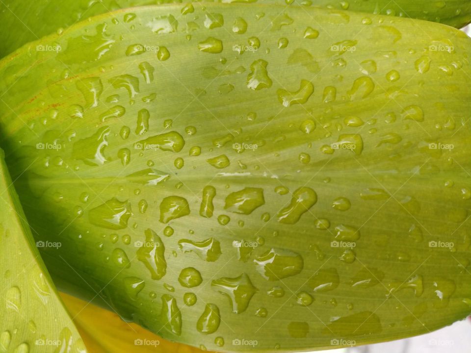 Close view of water drops on a green leaf