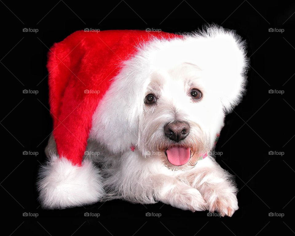 Little white puppy dog with Santa hat