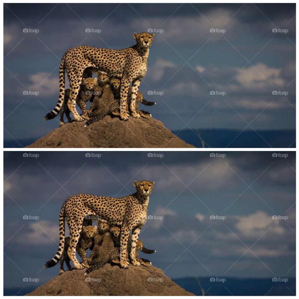 Cheetah family 