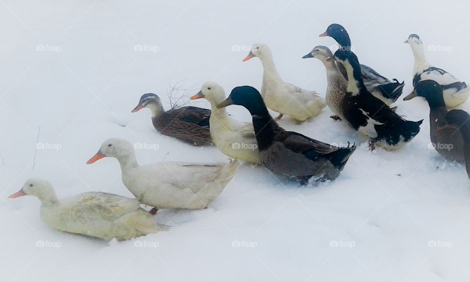 icee ducks in snow