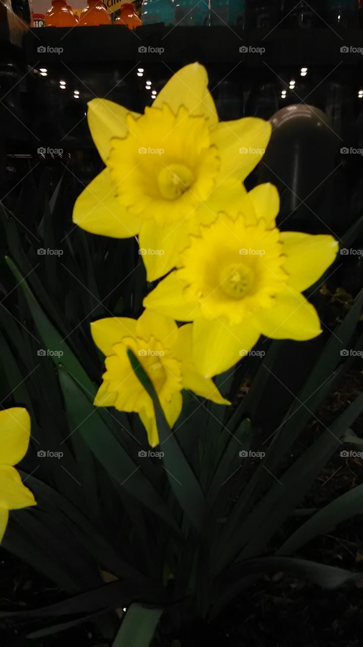 daffodils