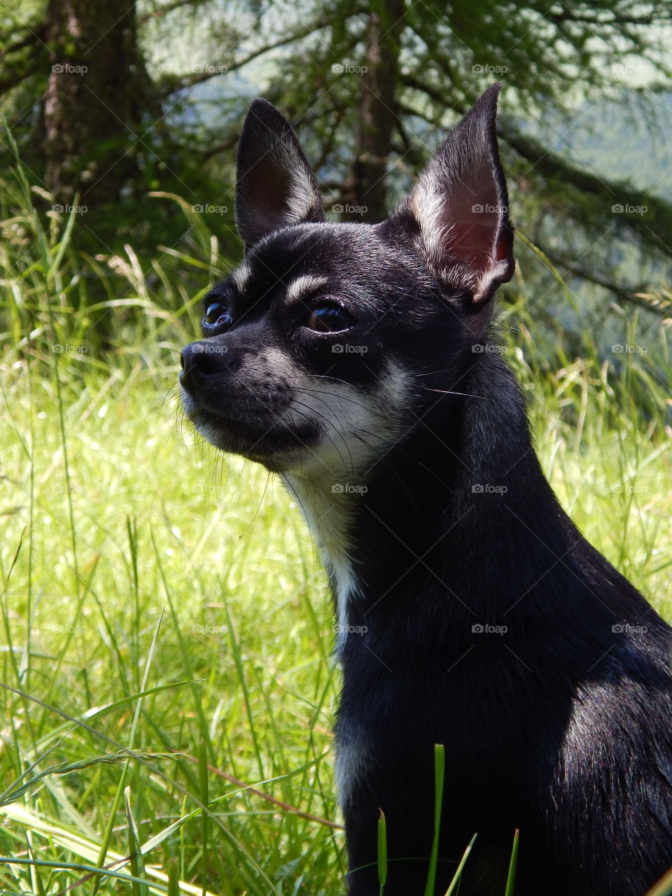 Chihuahua free on alps rest after run in all directions