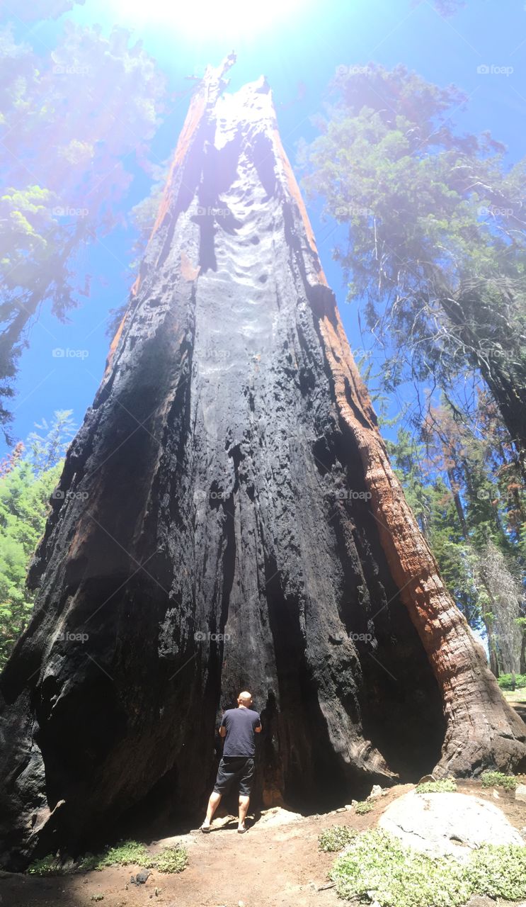 Burned out Giant Sequoia