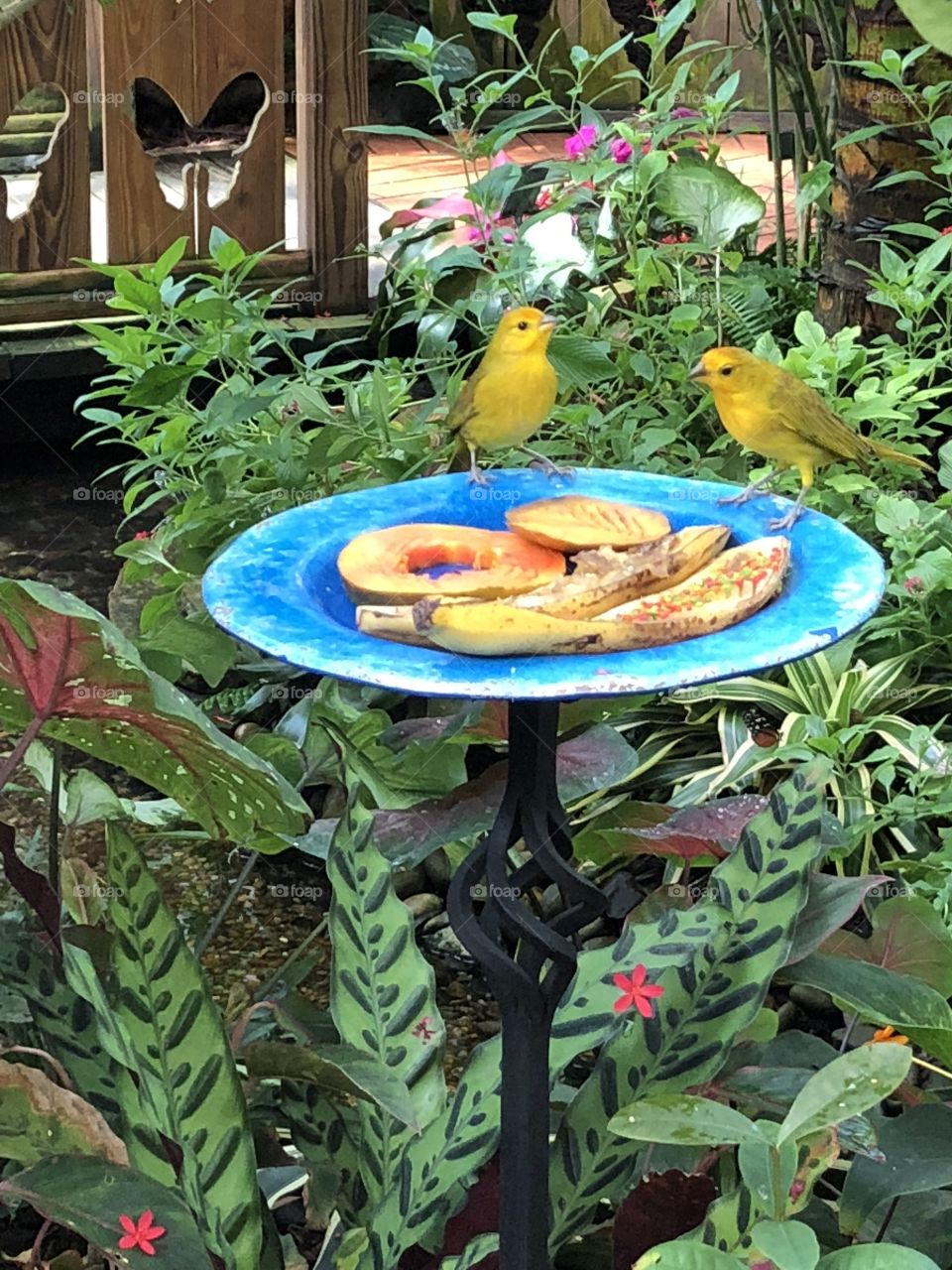 Yellow birds enjoying fresh fruit