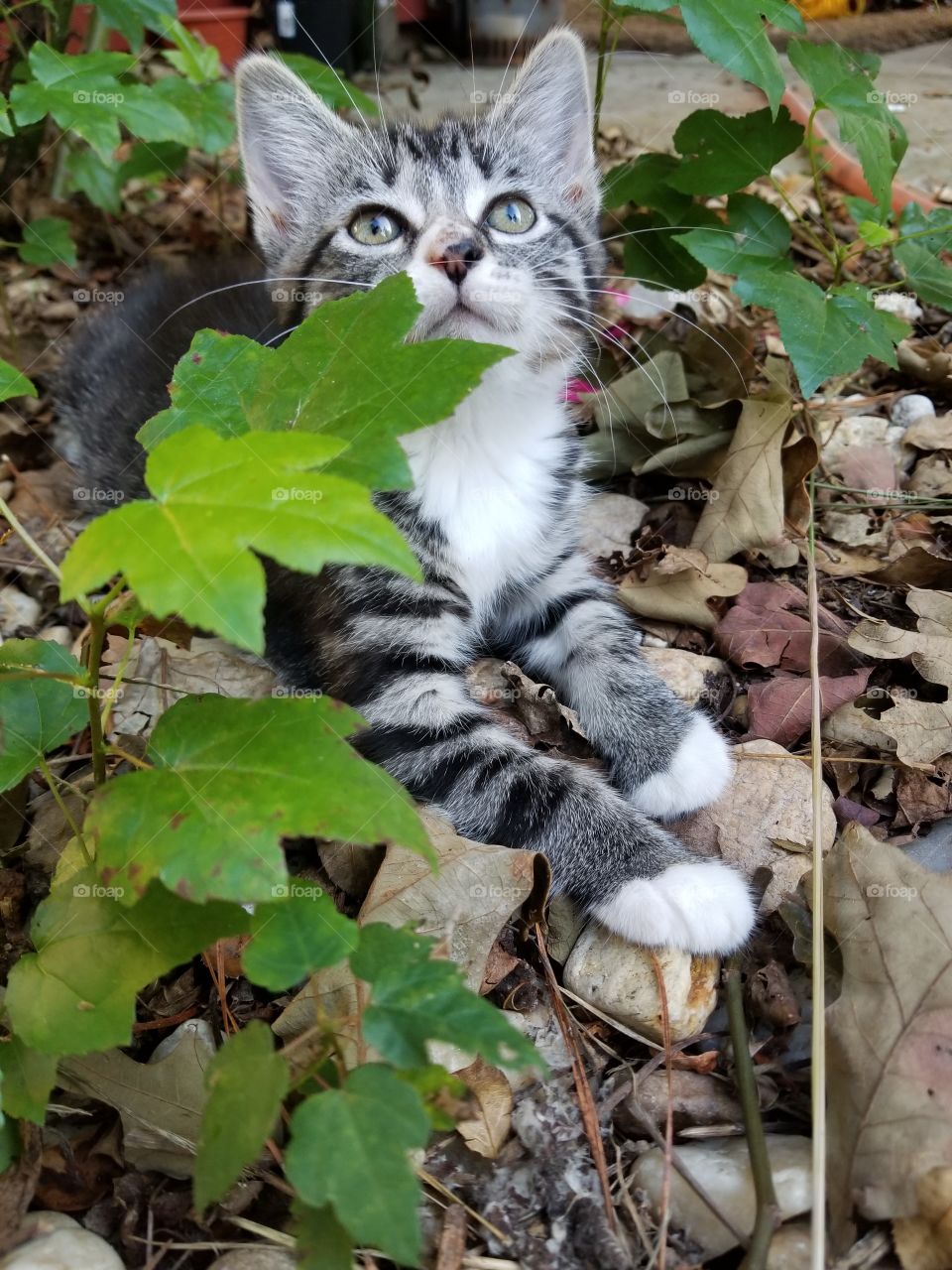 kitten exploring the world outdoors
