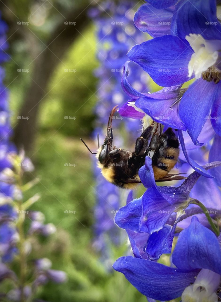 Bumblebee enjoying some flowers 