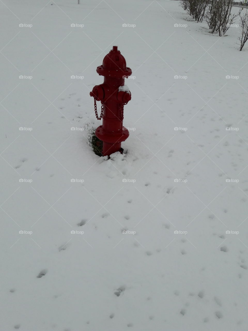 Fire hydrant in snow