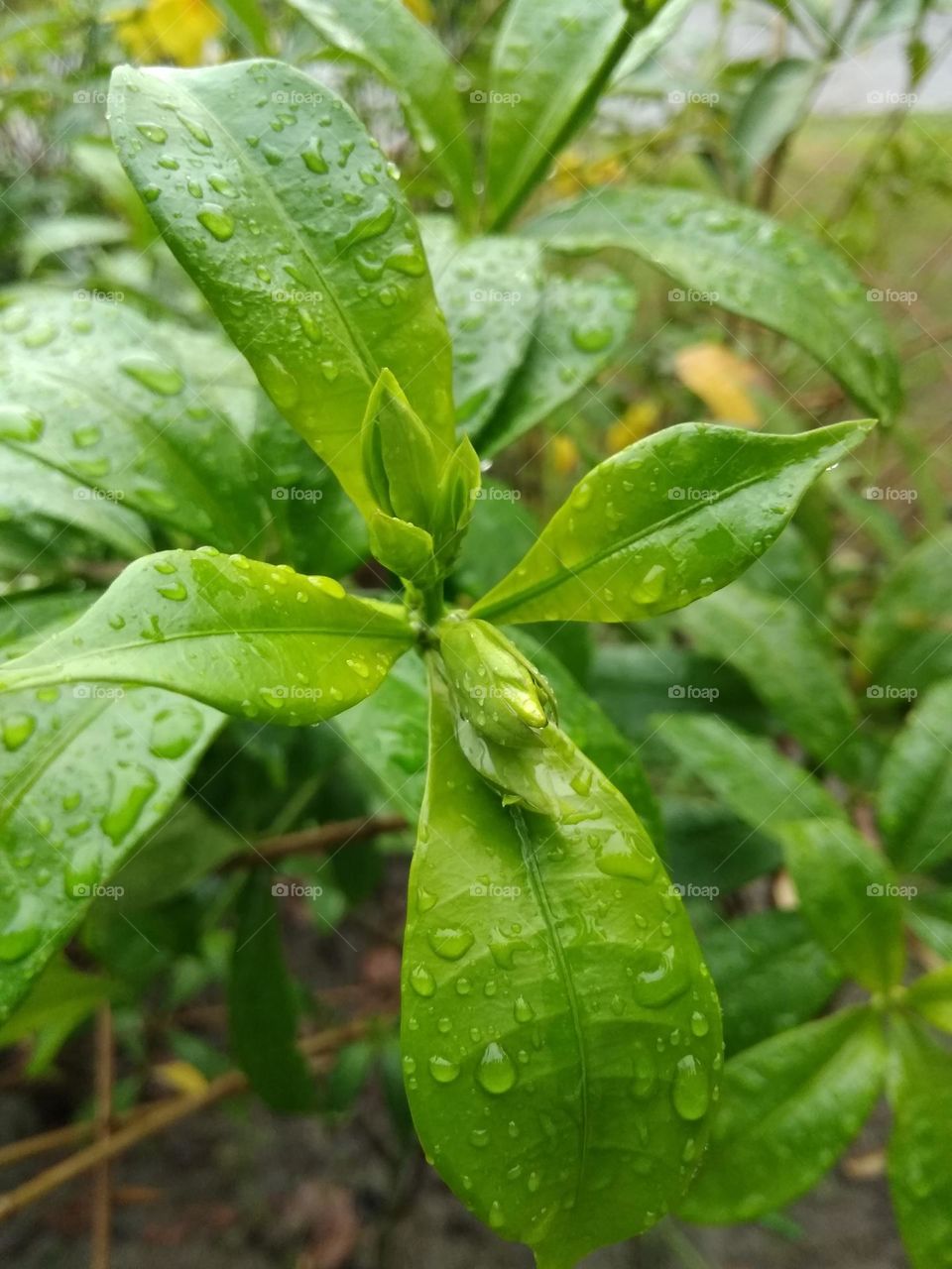 green leaf and water drops