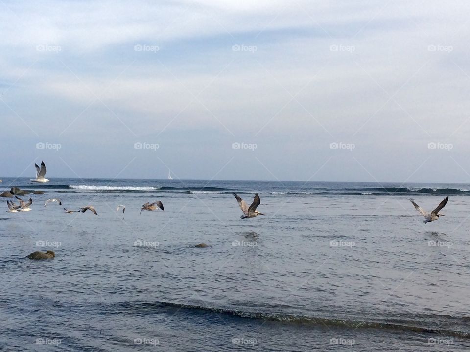 Pelicans over the ocean