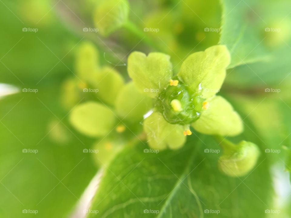 green flower