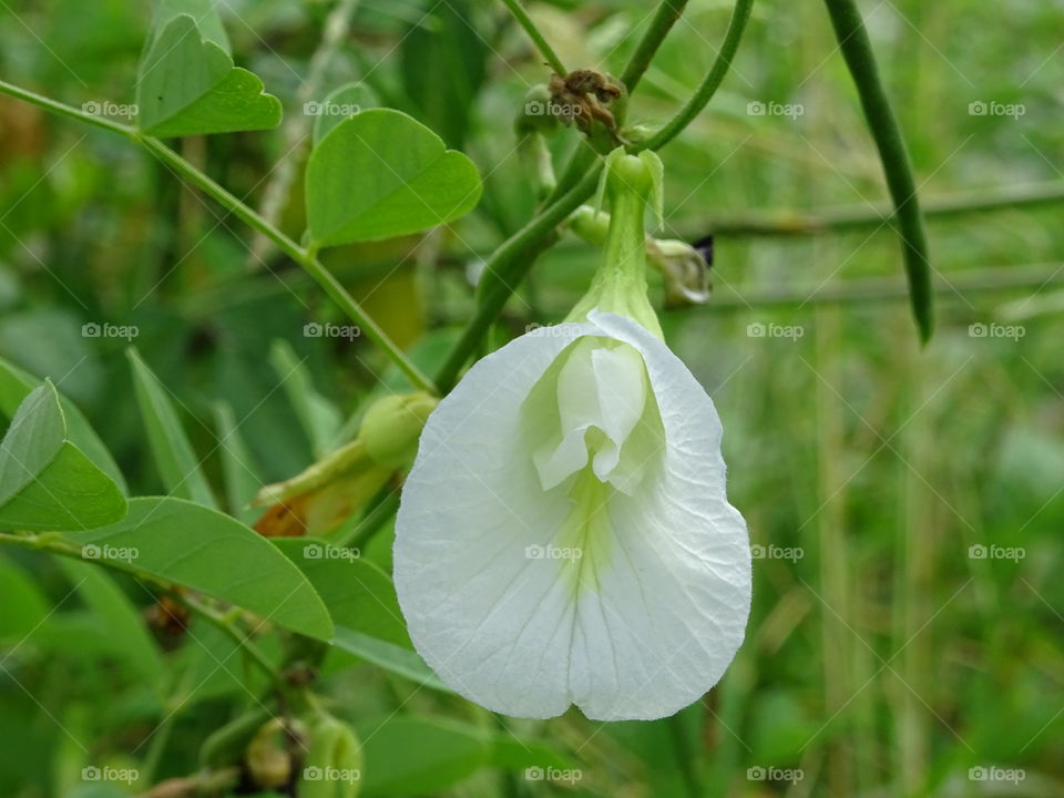 grass flower in the morning