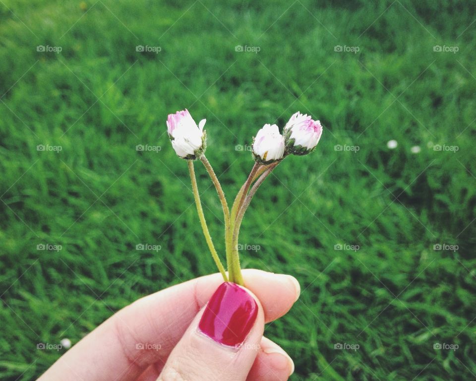 Flower, Nature, Flora, Summer, Garden