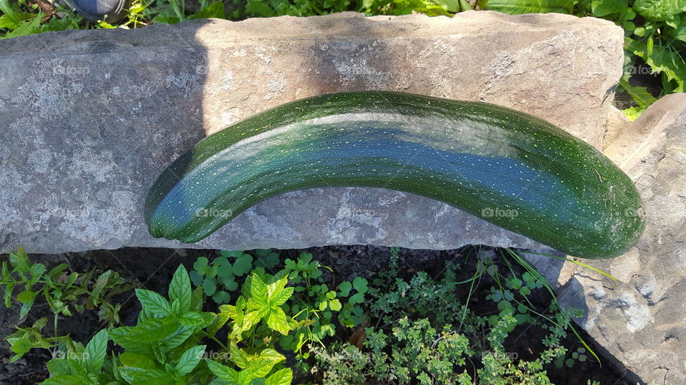 Mein Essen Heute aus eigenem Bio Garten.