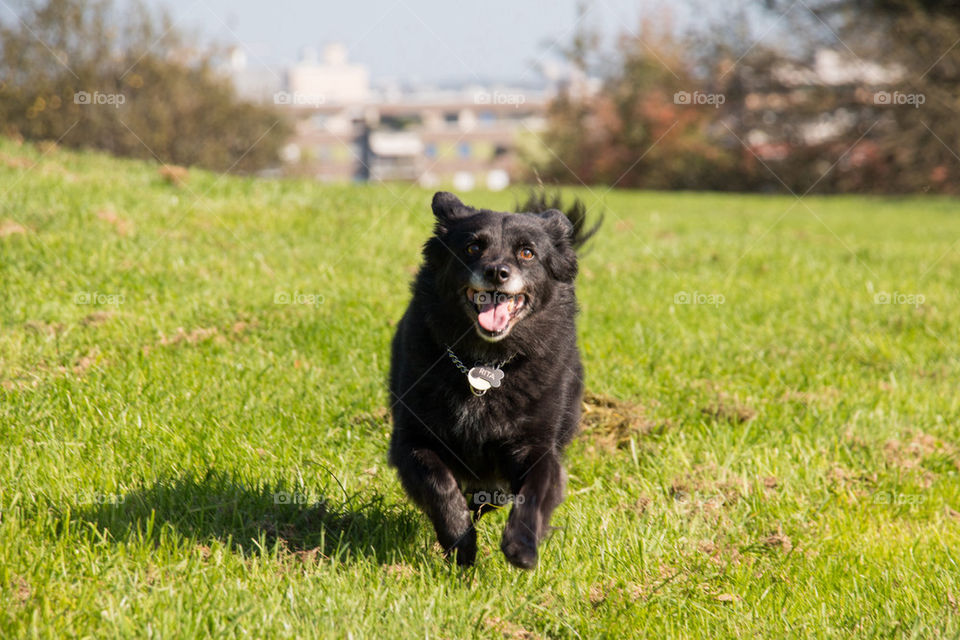 Running black dog 