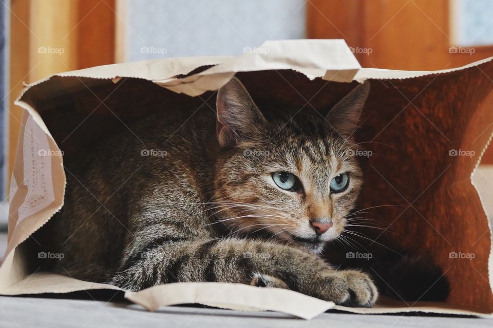 Relaxing in paper bag