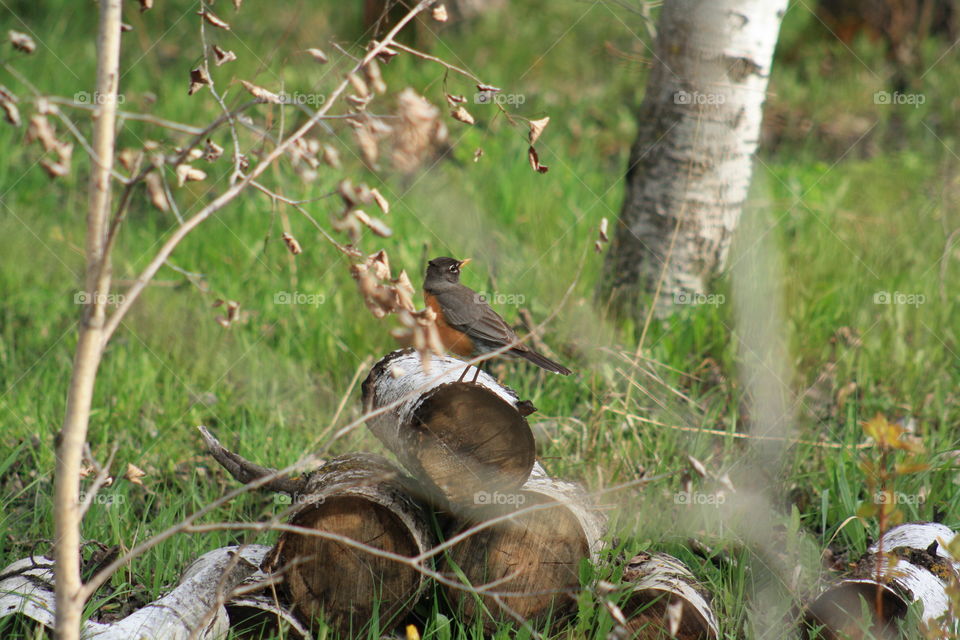 Robin on the logs