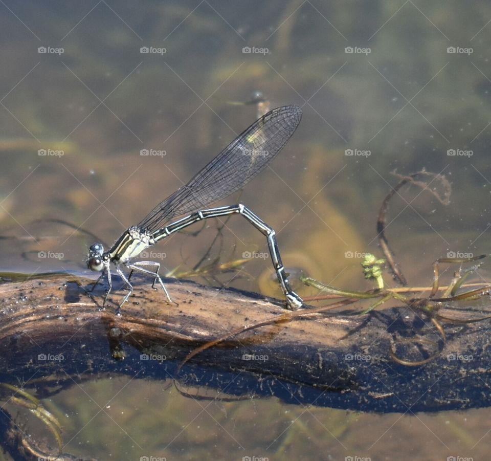dragonfly perched on a stick at the pond in the summertime.