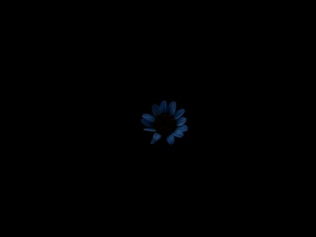 night flowers