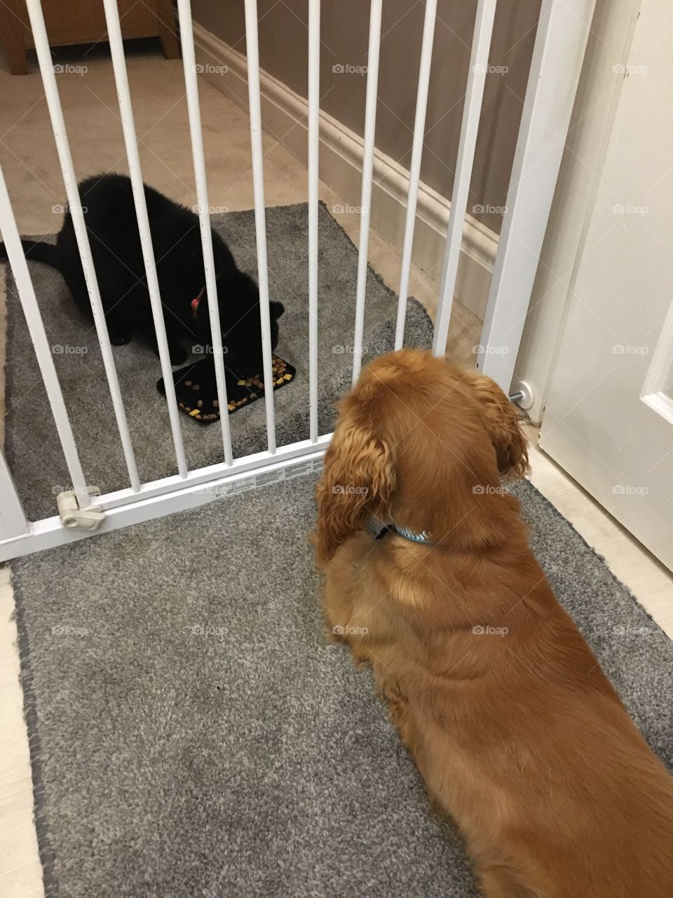 Cocker spaniel puppy watching the cat through the stair gate that separates them! Best friends or rivals?