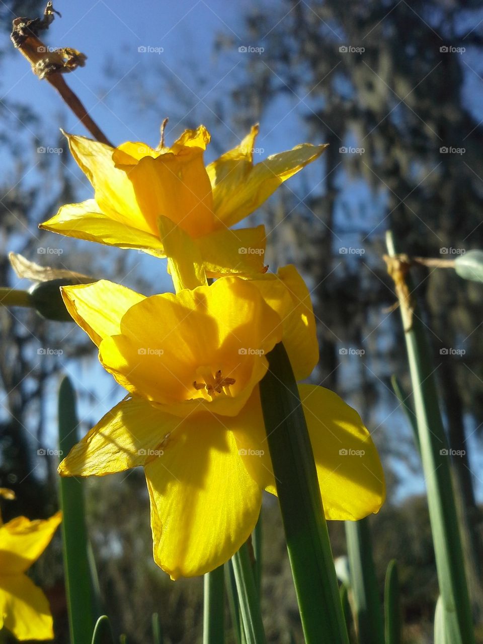 Double Daffodils 2