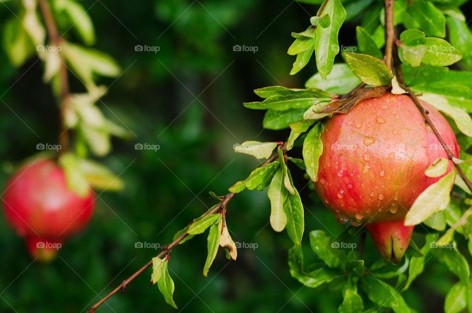 Green branch with red ripe pomegranate close up in the garden on a rainy day.