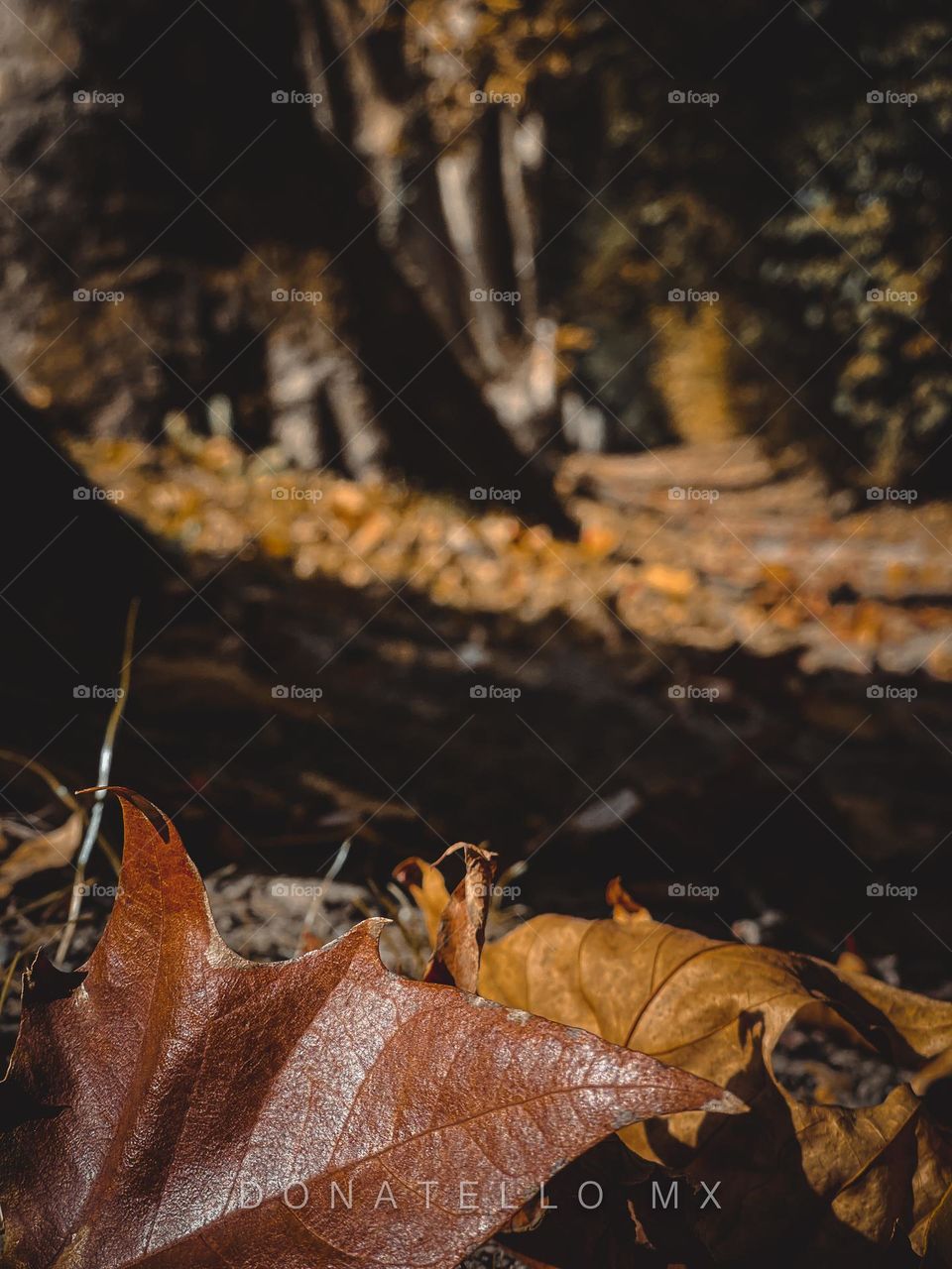 Fall at the Parisian suburbs 