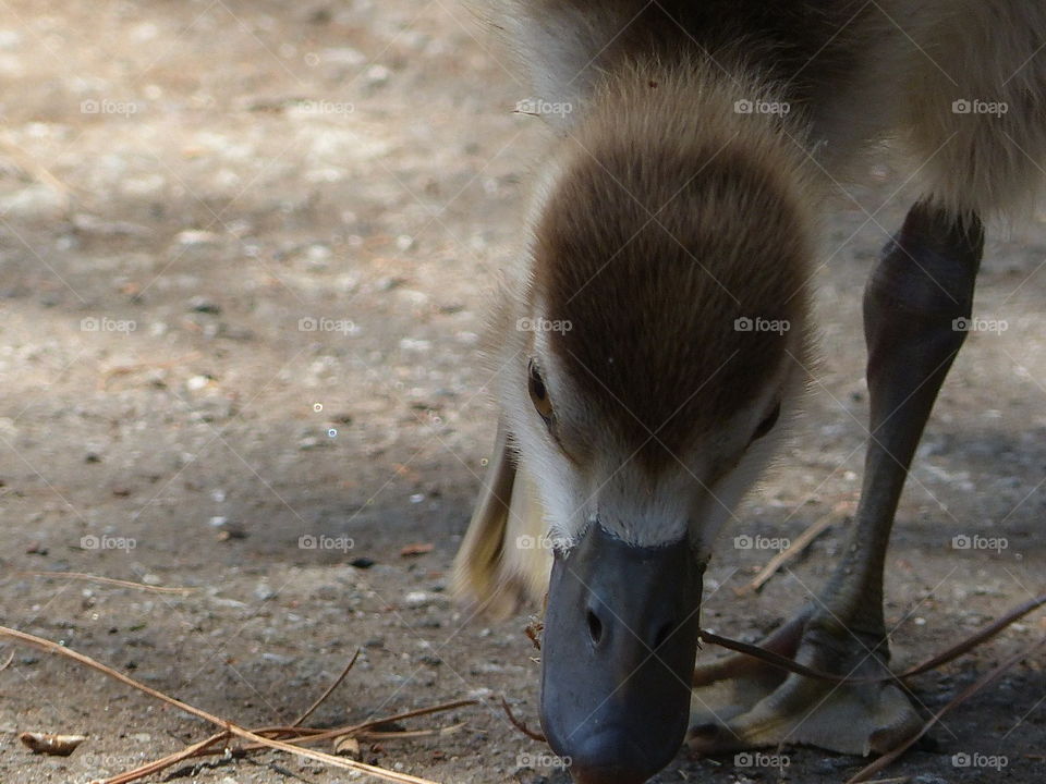 Baby egyptian goose