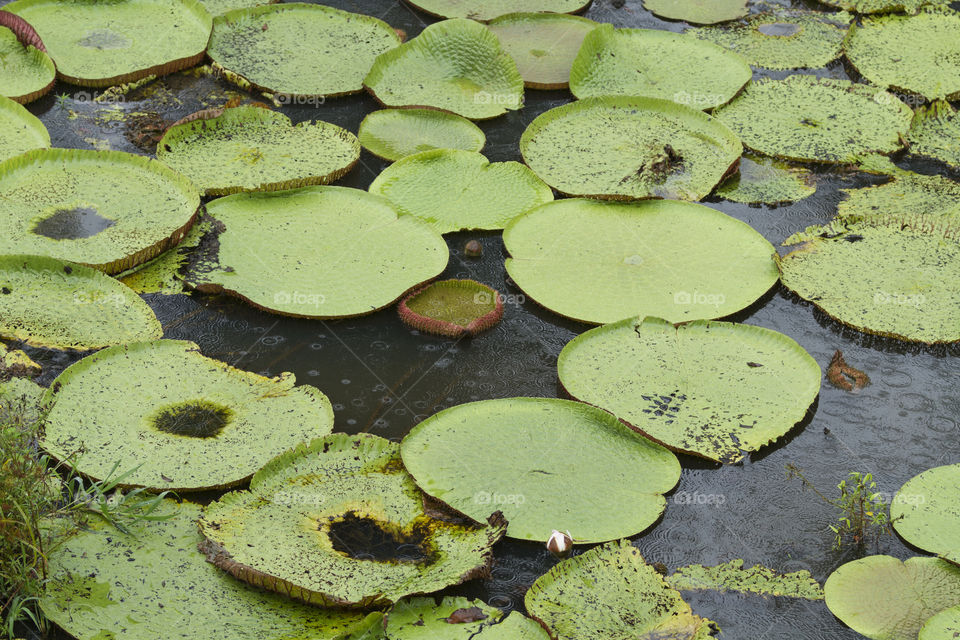 Vitoria Regia in Manaus Brazil.