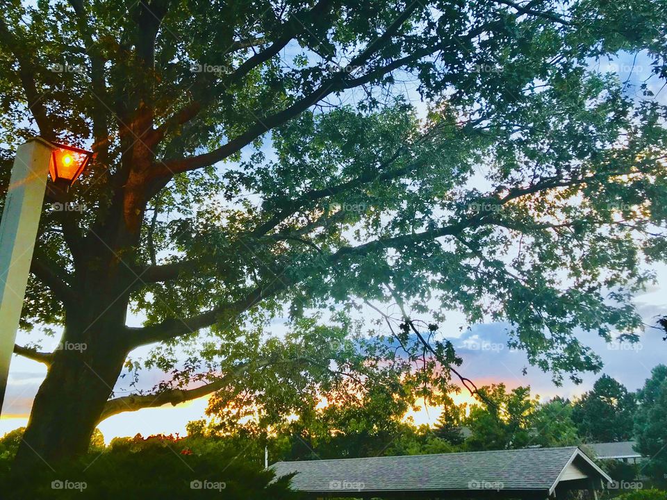 Tree outside my house at sunset in Colorado Springs, Colorado