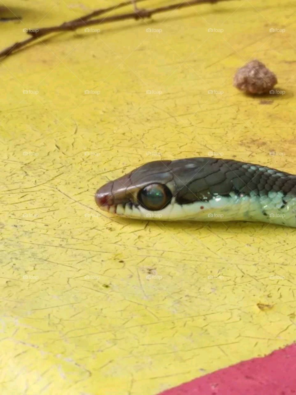 snake in home eyes