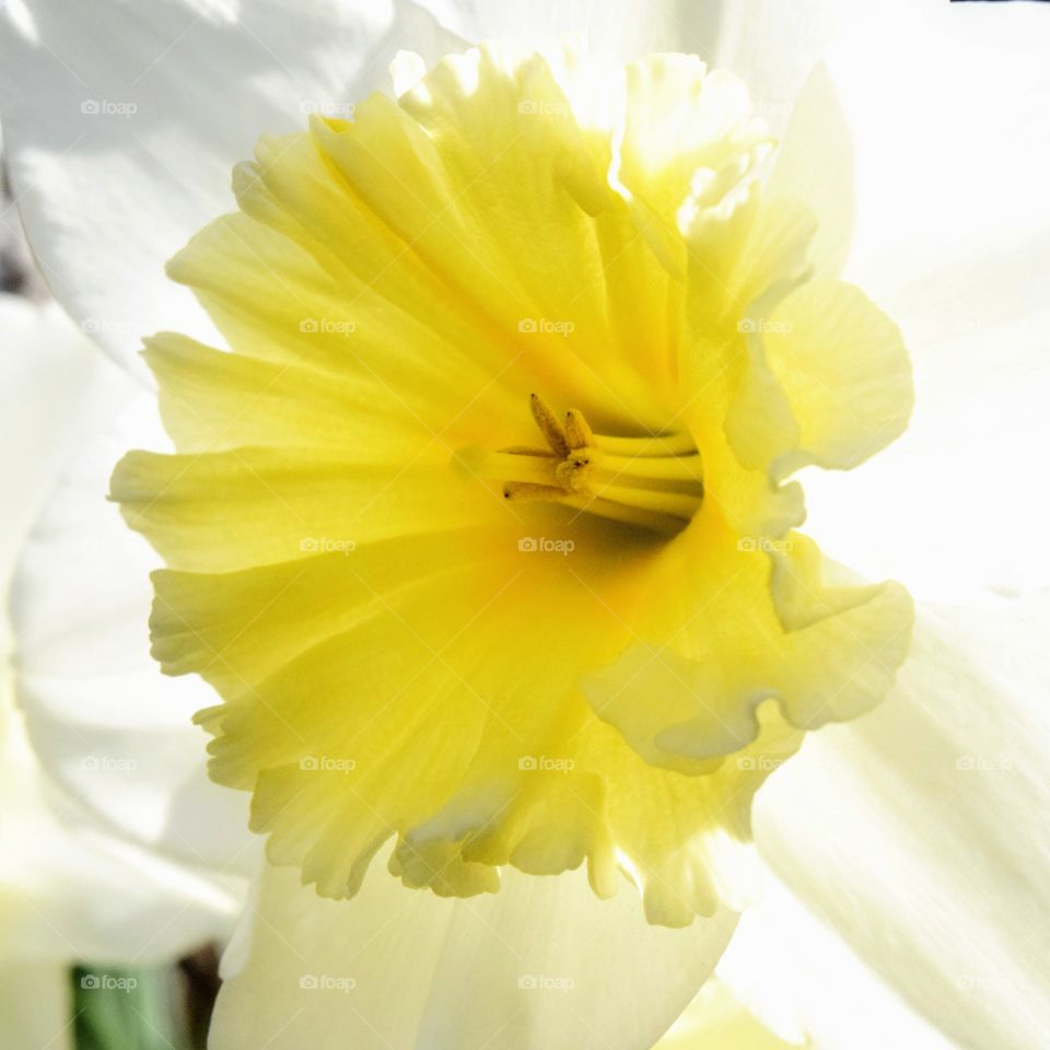 daffodil up close