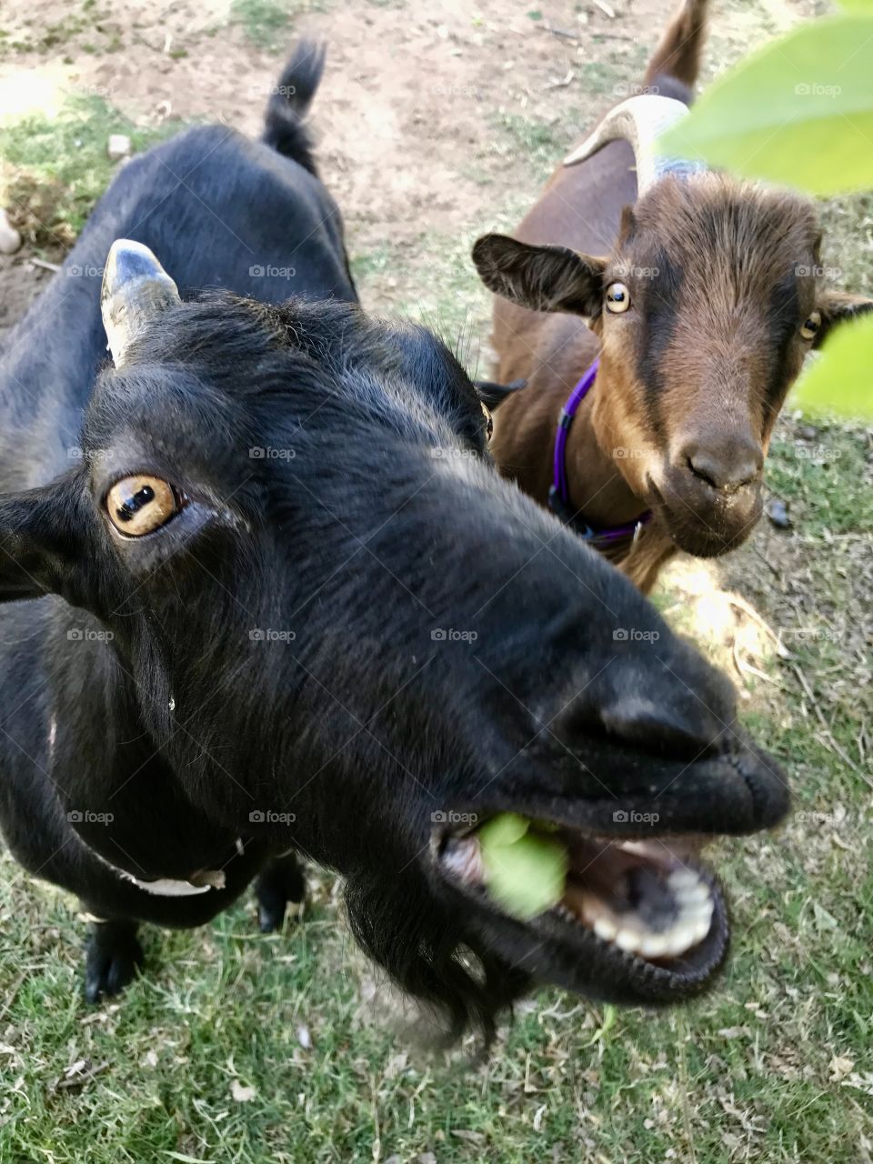 Two hungry goats