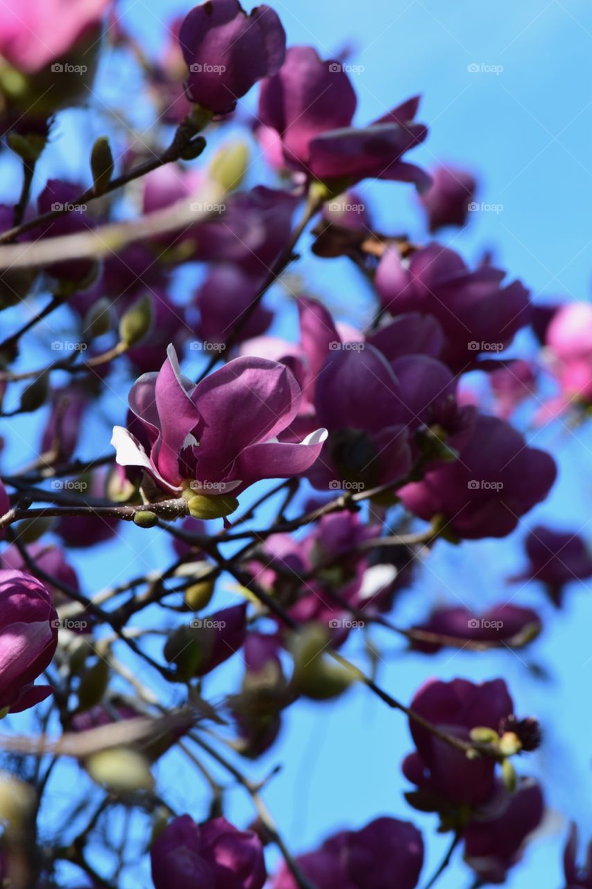 Japanese magnolia tree