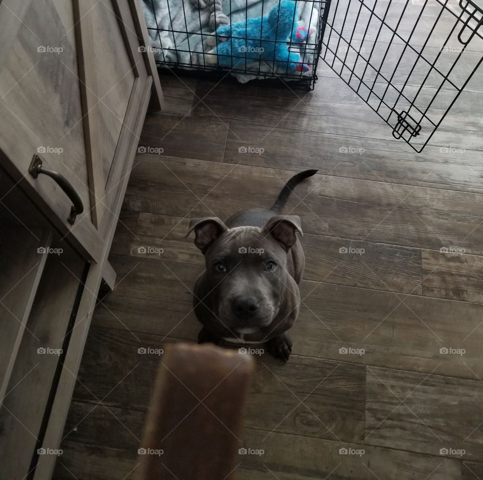 Treat time with Staffordshire bull terrier puppy dog kennel crate
