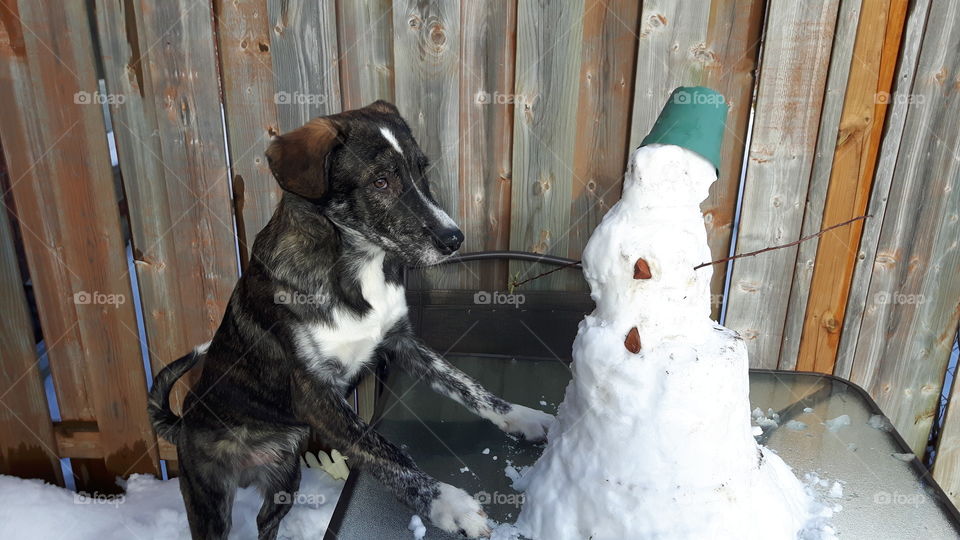 Puppy's First Snowman