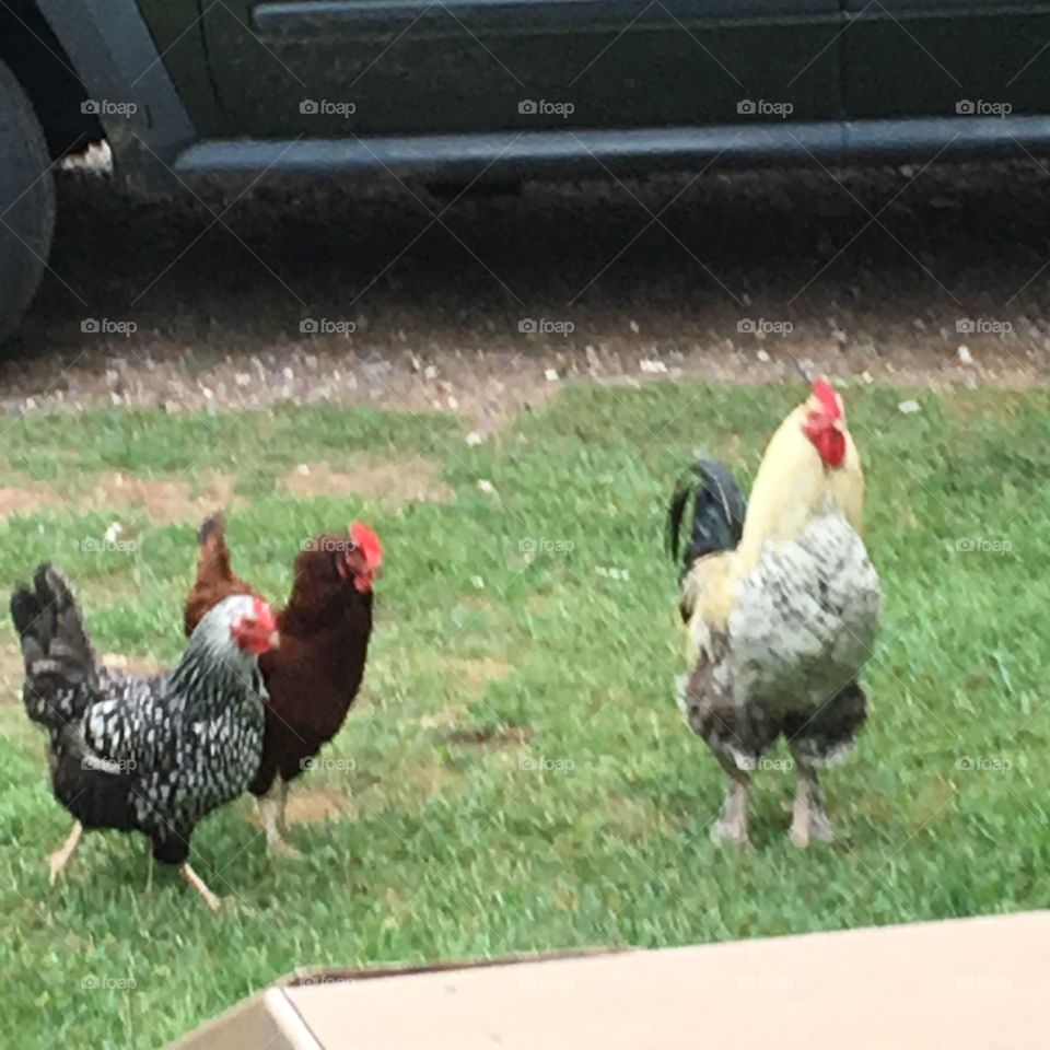 Mr. and Mrs’ Poultry