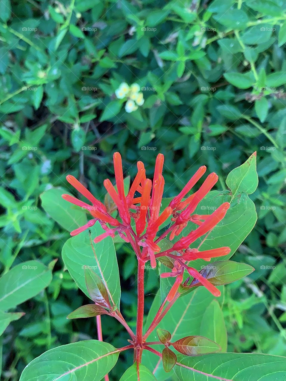 Crazy beautiful red flowers in the garden.