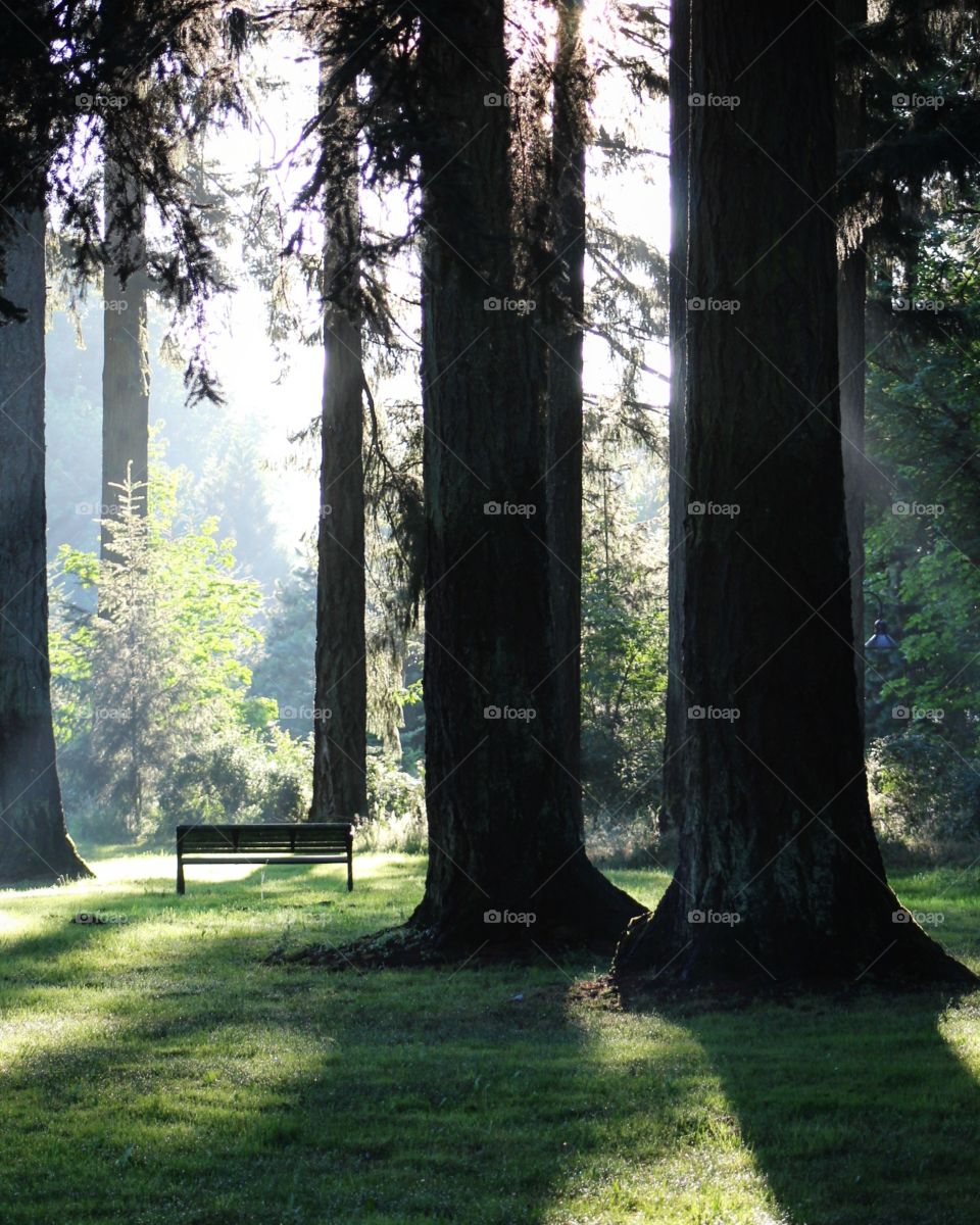 Springfield or.
a nice resting spot amongst the trees.
