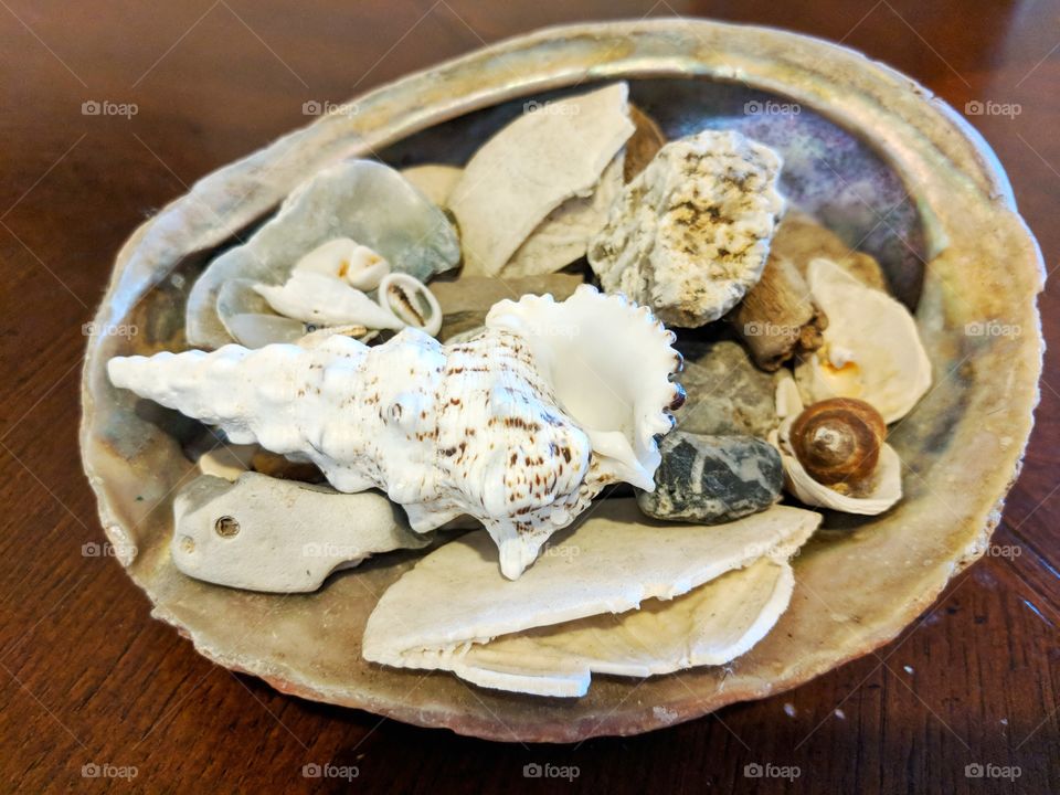 Seashells Inside an Abalone Shell