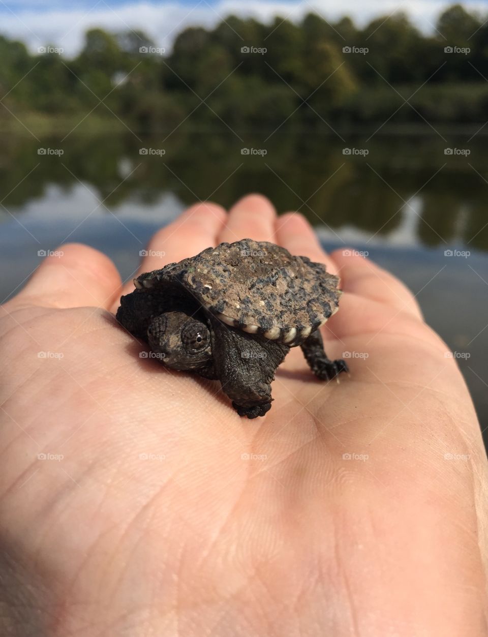 Tiny Turtle