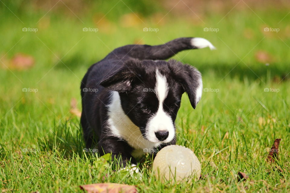 Grass, Animal, Cute, Mammal, Nature