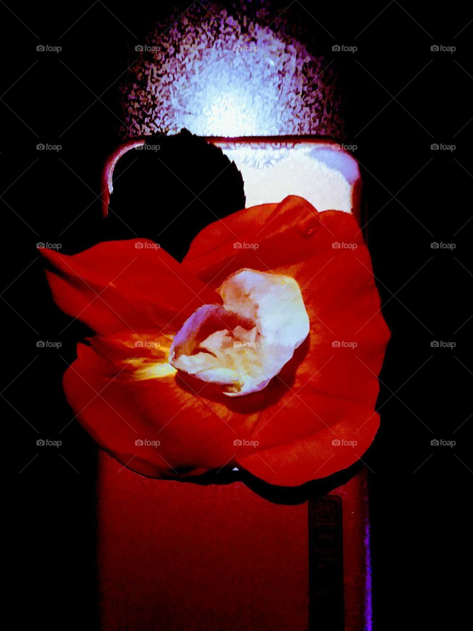 Oh petals of flowers 
Look how colorfull ... Colors .... 
Bright Red  .. with Soft Pink  
Flowers how pretty to see