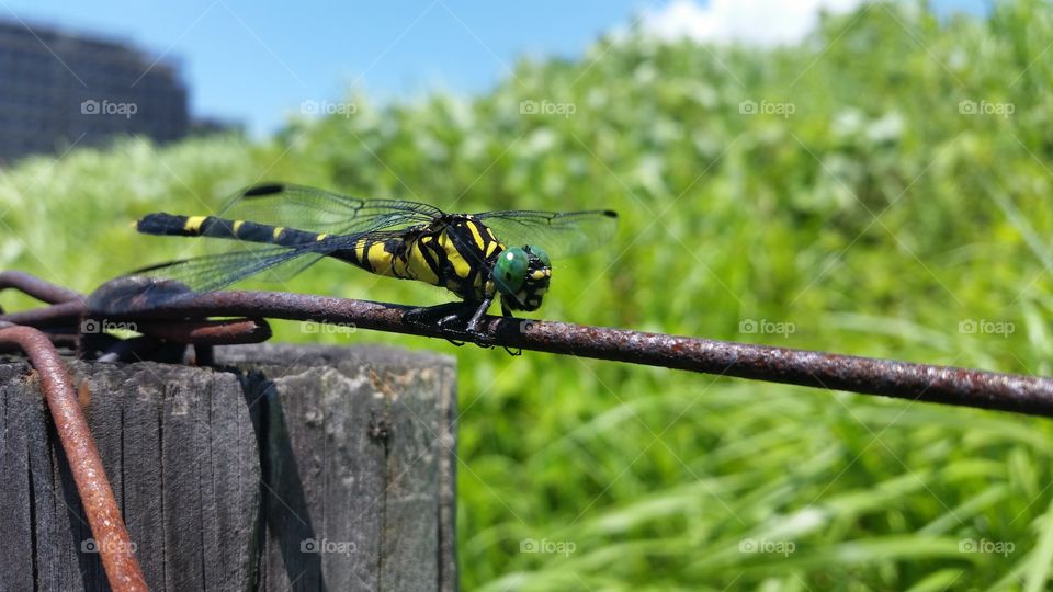 Dragonfly